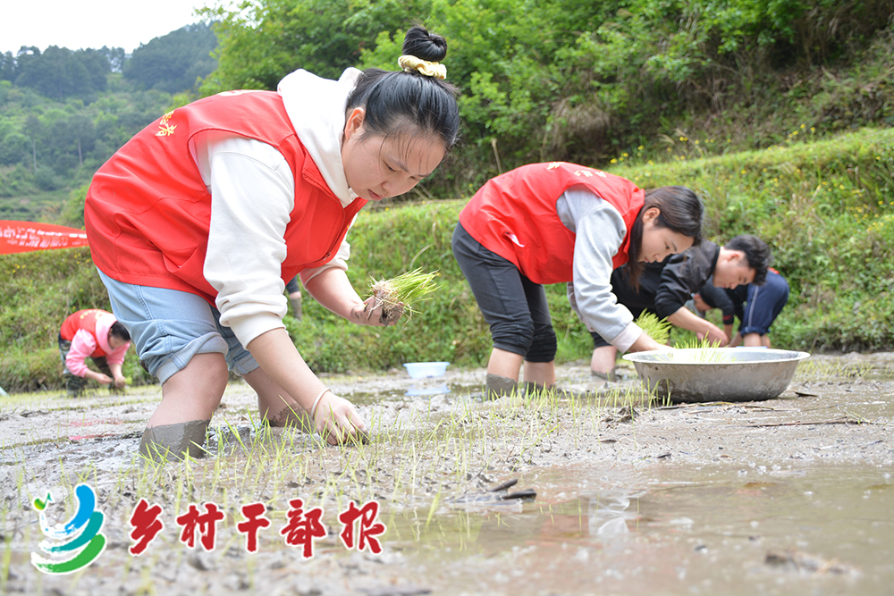 選調(diào)生楊婷配圖(楊婷（左）幫助群眾插秧2.jpg